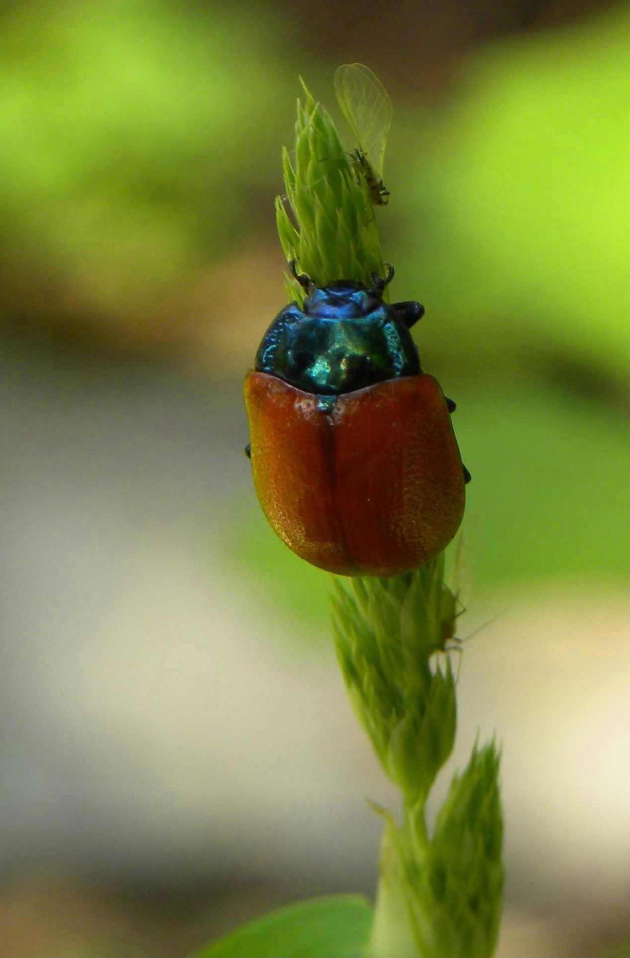 Chrysolina cfr grossa